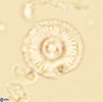 Scoteinimorfi aquilus 58735
