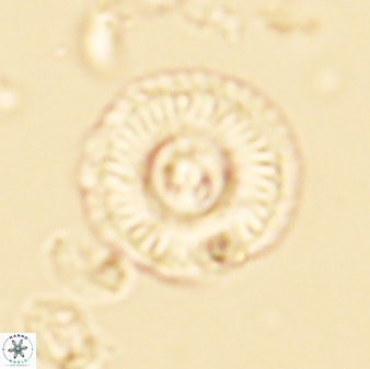 Scoteinimorfi aquilus 58735