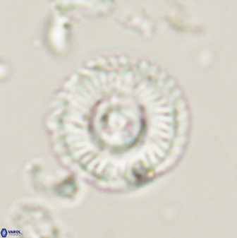 Scoteinimorfi aquilus 58736