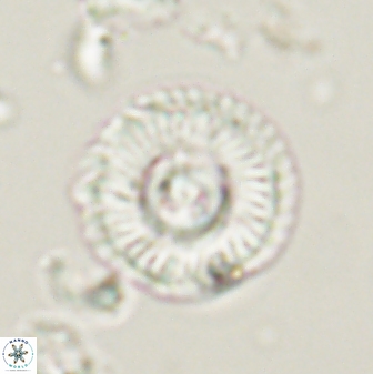 Scoteinimorfi aquilus 58736
