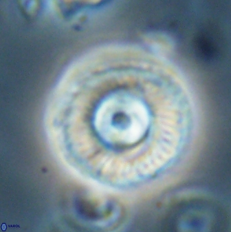 Scoteinimorfi aquilus 58737