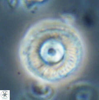 Scoteinimorfi aquilus 58737