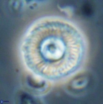 Scoteinimorfi aquilus 58738
