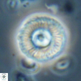 Scoteinimorfi aquilus 58738