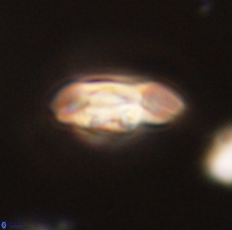 Scoteinimorfi aquilus 58739