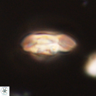Scoteinimorfi aquilus 58739