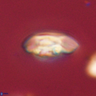 Scoteinimorfi aquilus 58740