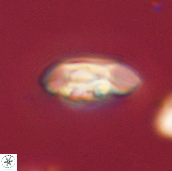 Scoteinimorfi aquilus 58740
