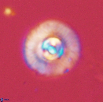 Scoteinimorfi aquilus 58741