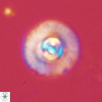 Scoteinimorfi aquilus 58741