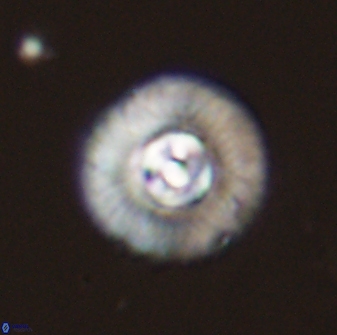 Scoteinimorfi aquilus 58742