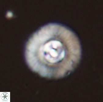 Scoteinimorfi aquilus 58742