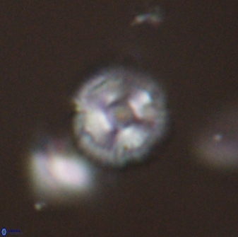 Scoteinimorfi aquilus 58813