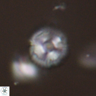 Scoteinimorfi aquilus 58813