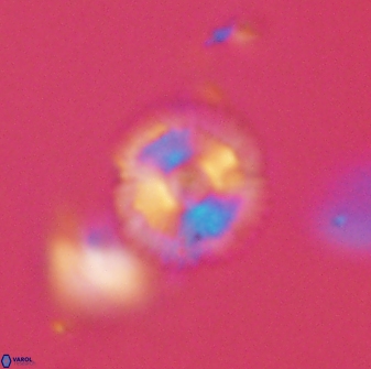 Scoteinimorfi aquilus 58814