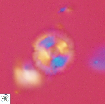 Scoteinimorfi aquilus 58814