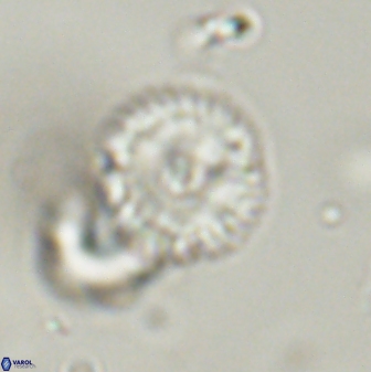 Scoteinimorfi aquilus 58817