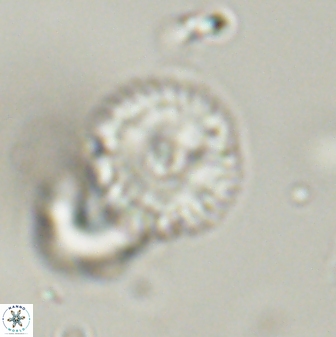 Scoteinimorfi aquilus 58817