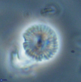 Scoteinimorfi aquilus 58818