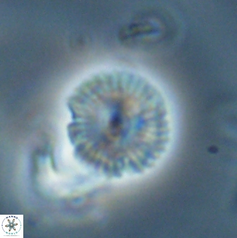 Scoteinimorfi aquilus 58818