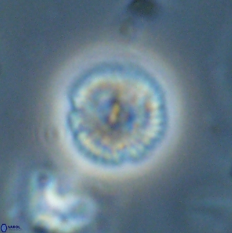 Scoteinimorfi aquilus 58820