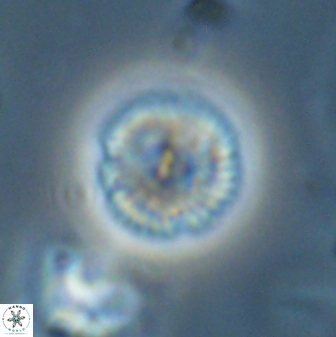 Scoteinimorfi aquilus 58820