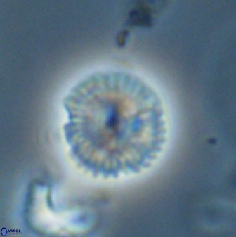 Scoteinimorfi aquilus 58821