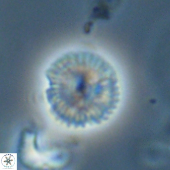 Scoteinimorfi aquilus 58821