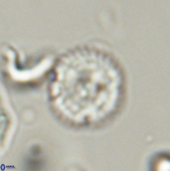 Scoteinimorfi aquilus 58822