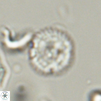 Scoteinimorfi aquilus 58822