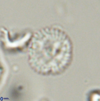 Scoteinimorfi aquilus 58823