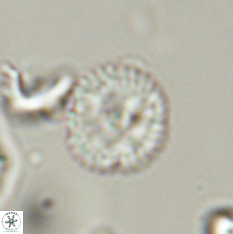 Scoteinimorfi aquilus 58823