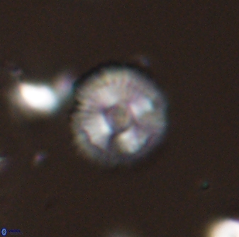 Scoteinimorfi aquilus 58824