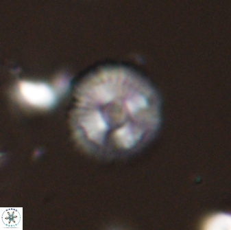 Scoteinimorfi aquilus 58824
