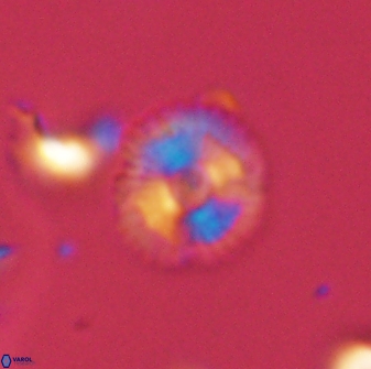 Scoteinimorfi aquilus 58825