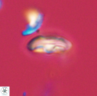 Scoteinimorfi aquilus 58826