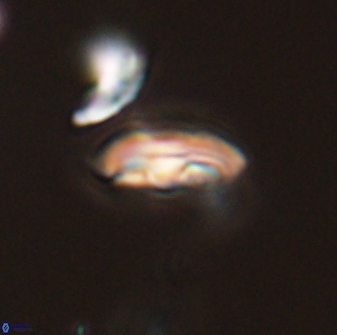Scoteinimorfi aquilus 58827
