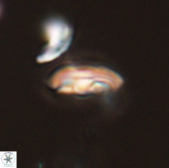 Scoteinimorfi aquilus 58827