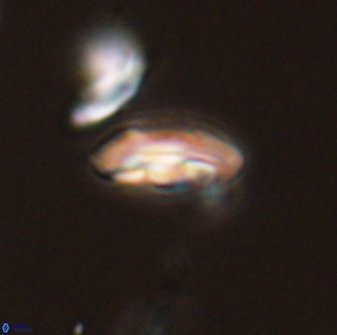 Scoteinimorfi aquilus 58828