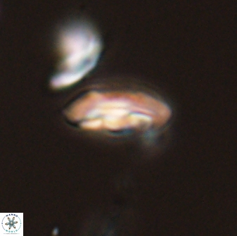 Scoteinimorfi aquilus 58828
