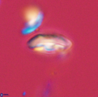 Scoteinimorfi aquilus 58829