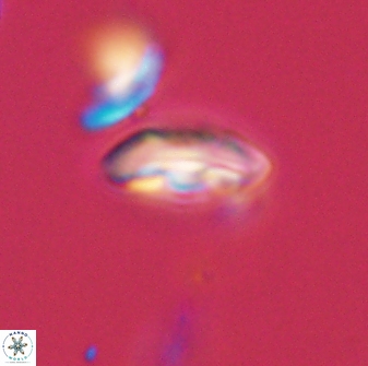 Scoteinimorfi aquilus 58829