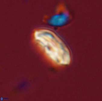 Scoteinimorfi aquilus 58833