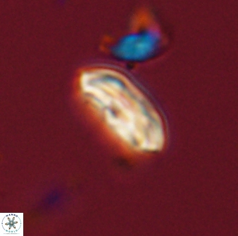 Scoteinimorfi aquilus 58833