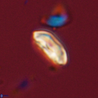 Scoteinimorfi aquilus 58834