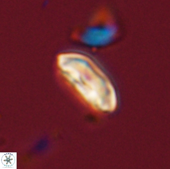 Scoteinimorfi aquilus 58834