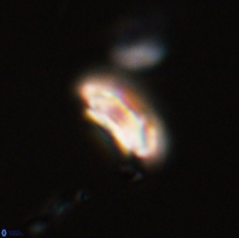 Scoteinimorfi aquilus 58836