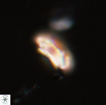 Scoteinimorfi aquilus 58836