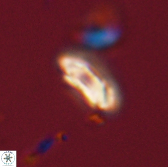 Scoteinimorfi aquilus 58837