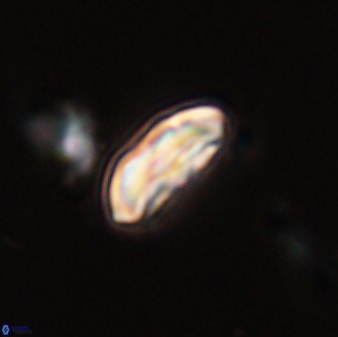 Scoteinimorfi aquilus 58839